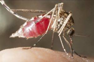 mosquito transmissor da malária