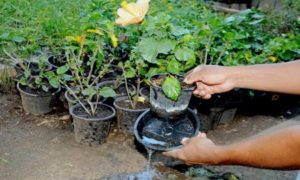 Cuidados para evitar a dengue