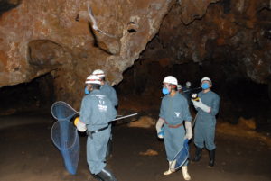 Equipes de captura em busca de morcegos hematófagos