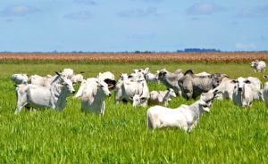 Atualmente, o Estado possui 8.075.517 cabeças de gado e ocupa a 11ª posição no ranking nacional do rebanho