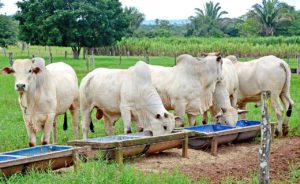 Estado desenvolve projetos e aponta medidas para fortalecer agropecuária no Tocantins