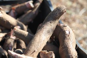 A pesquisa com mandioca prevê diferentes colheitas em épocas distintas