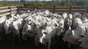 Animais localizados pela PM durante furto de gado em Almas