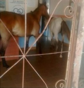 Cavalos na prefeitura de Filadélfia