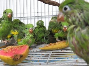 Aves