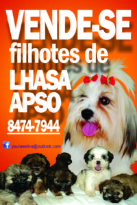 Filhotes de Lhasa Apso 