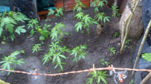 cultivo de maconha