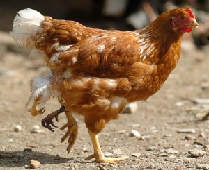 STF julgando roubo de galinha?