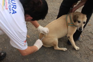 Vacinas prorrogadas até 06 de junho
