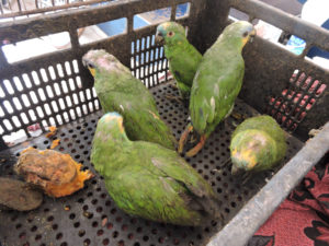 Os pássaros estavam machucados