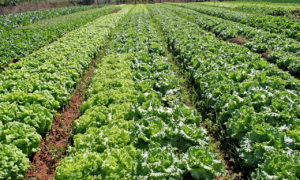 O Sisan visa garantir o direito de todos ao acesso regular e permanente aos alimentos de qualidade e em quantidade suficiente