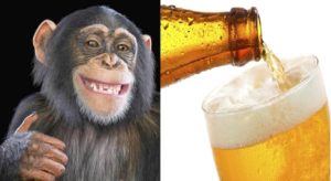 Male chimpanzee making a thumbs up gesture