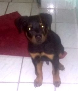 12670901_982523625161829_6467742204888049891_n