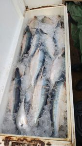 Cerca de 200 quilos de pescado são apreendidos pela PM em  Miracema