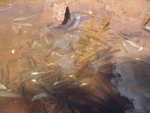 Peixes mortos no Rio Lontra
