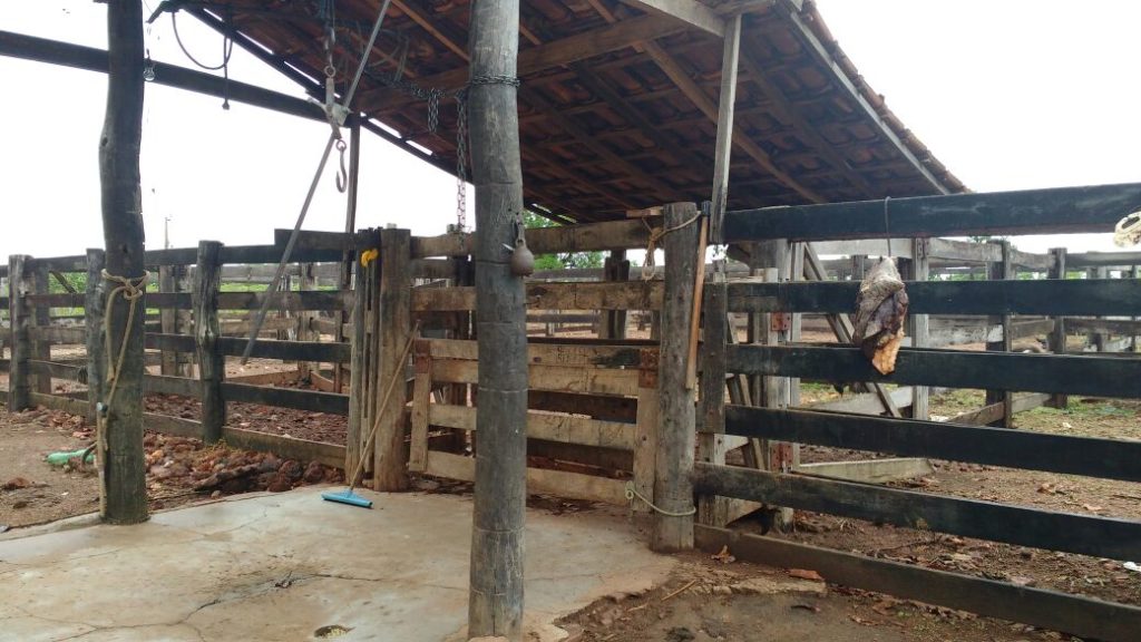 Propriedade rural do Tocantins é interditada por abate clandestino de bovinos