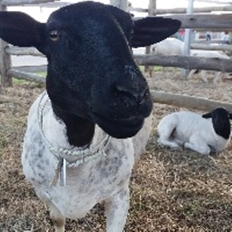 Agrotins apresenta tecnologias sobre produção de ovinos