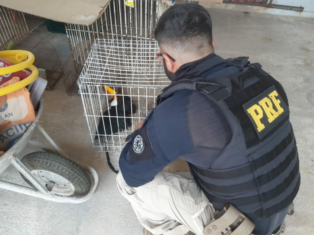 Família que viajava pela BR-153 resgata tucano e entrega para PRF.