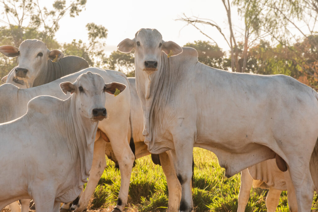 Tocantins na expectativa de habilitação para exportações de carnes ao México