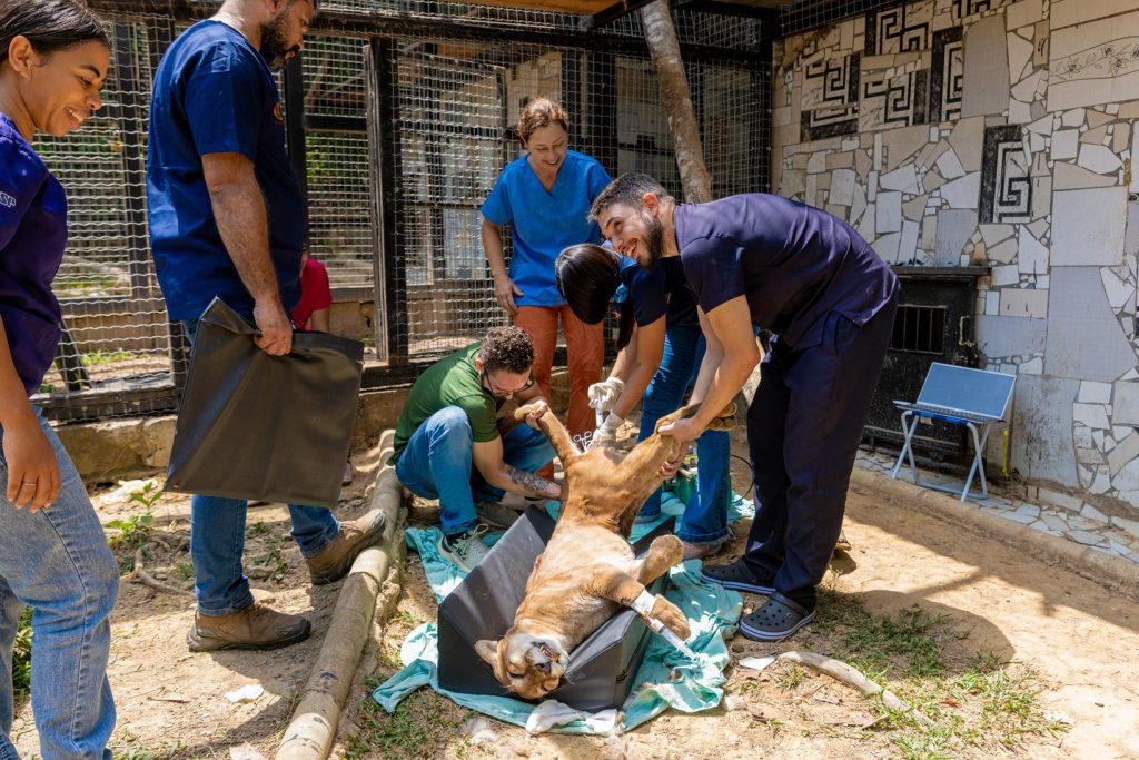Cirurgia inédita em onça-parda na UFNT coloca medicina veterinária tocantinense em destaque nacional