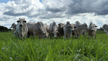CFM vende 304 touros Nelore e fatura R$ 3,8 milhões em leilão virtual